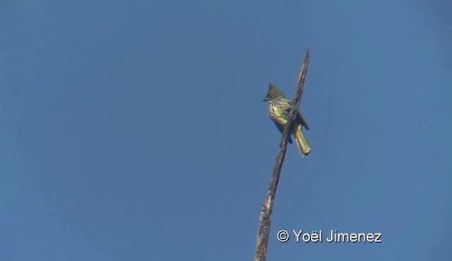 Bulbul strié - ML201145161