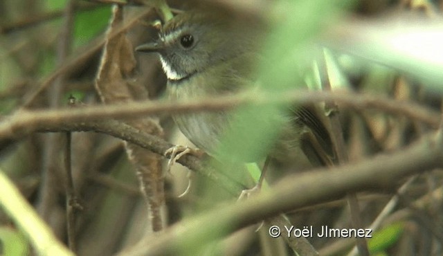 White-gorgeted Flycatcher - ML201145171