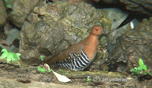 Red-legged Crake - ML201145221