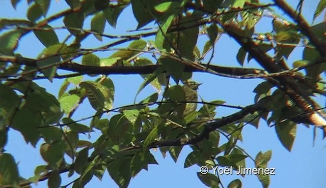 Buff-barred Warbler - ML201145301