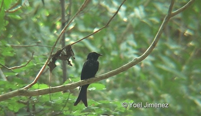 Bronzed Drongo - ML201145411