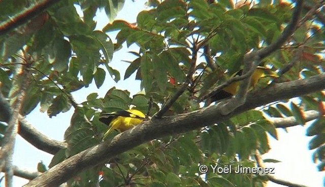 Black-hooded Oriole - ML201145421