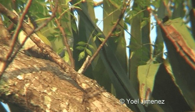 Black-headed Woodpecker - ML201145441