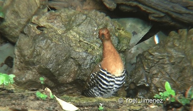 Red-legged Crake - ML201145471