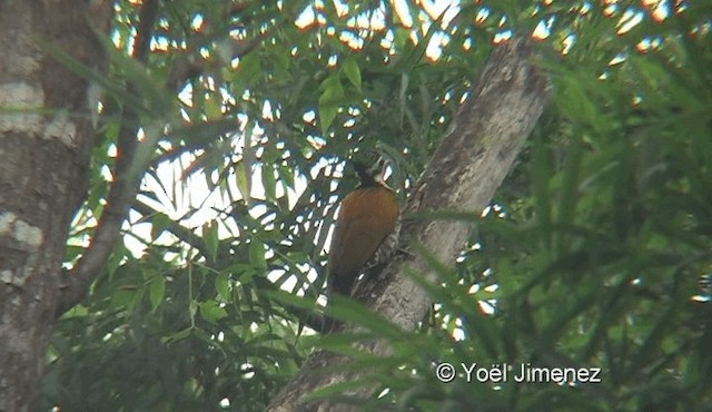 Common Flameback - ML201145501