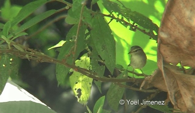 Eastern Crowned Warbler - ML201145631