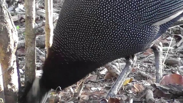 Southern Crested Guineafowl - ML201145741