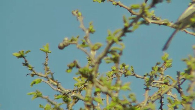 Southern Black-Tit - ML201145761