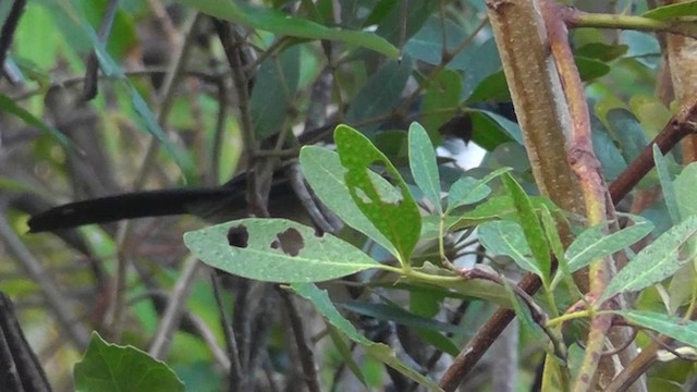 Southern Boubou - ML201145781