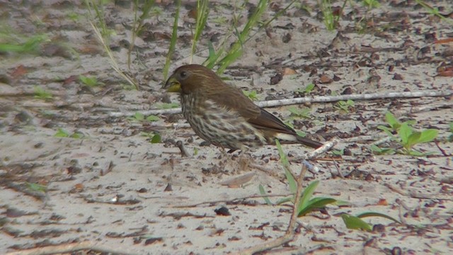 Grosbeak Weaver - ML201145791