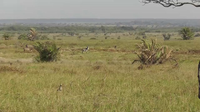 Vanneau du Sénégal - ML201145891