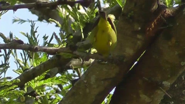 Cape White-eye - ML201145961