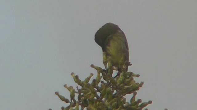 Purple-banded Sunbird - ML201145971