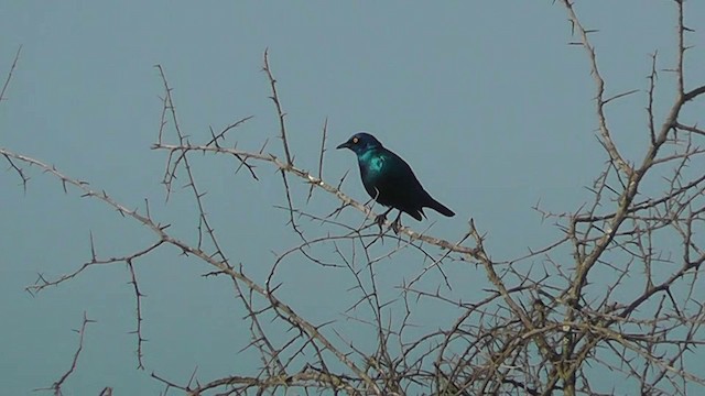 Estornino de El Cabo - ML201145991