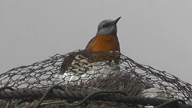 Cape Rock-Thrush - ML201146001