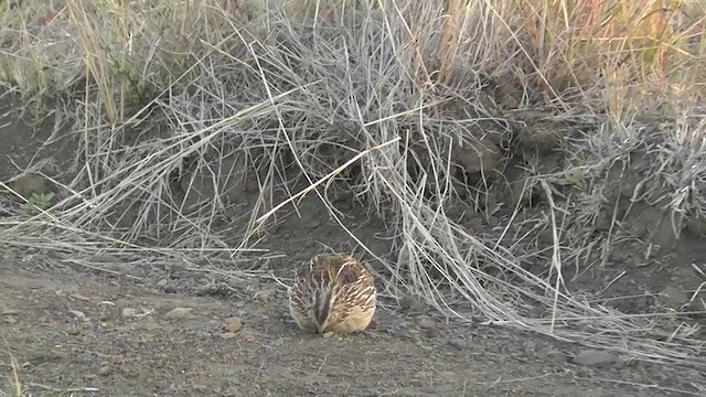 Common Quail - ML201146041