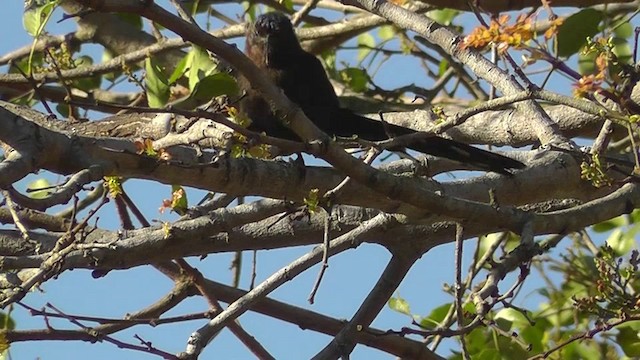 Common Scimitarbill - ML201146051