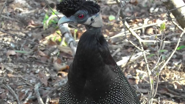 Sambesi-Haubenperlhuhn - ML201146081