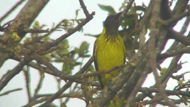 African Black-headed Oriole - ML201146101