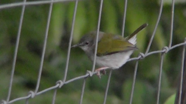 Green-backed Camaroptera - ML201146171