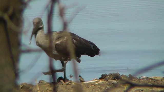 Hadada Ibis - ML201146201