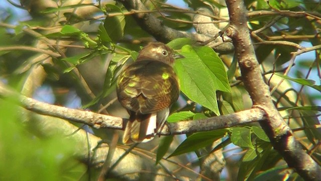 Klaas's Cuckoo - ML201146211