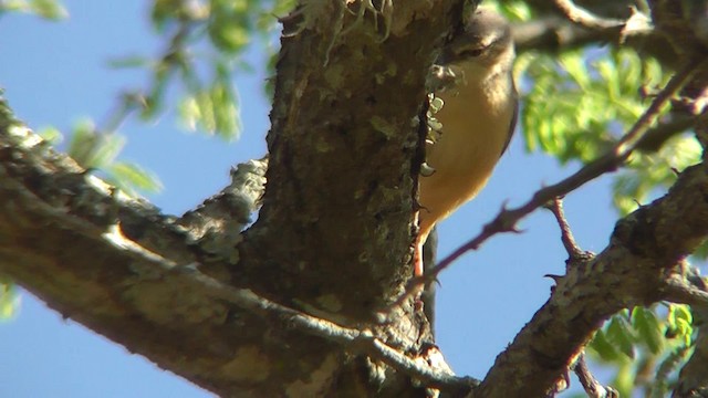 Long-billed Crombec - ML201146271