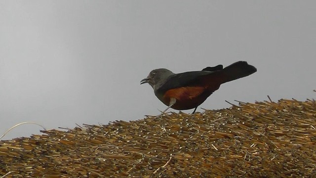 Mocking Cliff-Chat - ML201146291