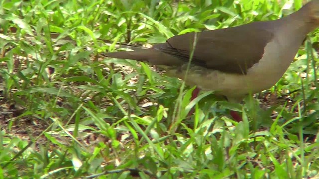 Gray-fronted Dove - ML201146401