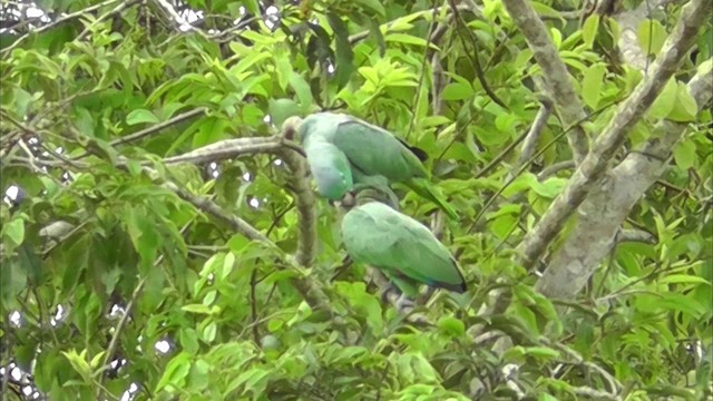 Mealy Parrot (Southern) - ML201146421