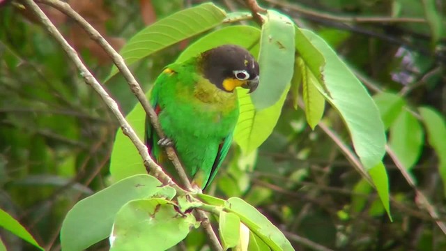 Orange-cheeked Parrot - ML201146431