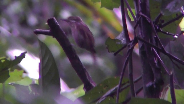 ホオジロカマドドリ（genibarbis グループ） - ML201146441