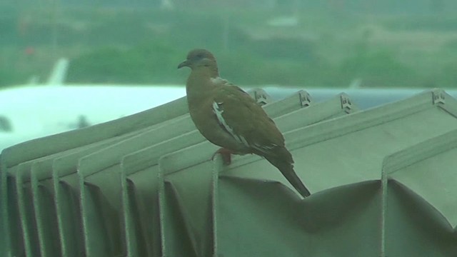 West Peruvian Dove - ML201146451