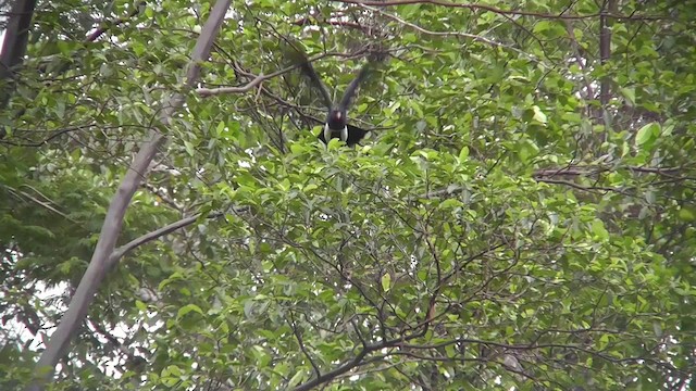 Red-throated Caracara - ML201146471