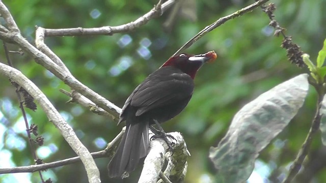 Silver-beaked Tanager - ML201146501