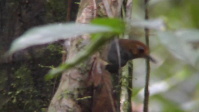 Common Scale-backed Antbird - ML201146521