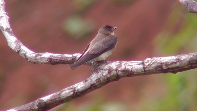 Golondrina Gorjirrufa - ML201146561