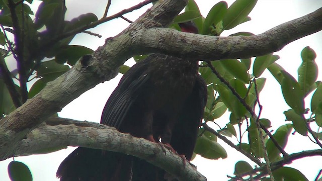 Spix's Guan - ML201146571