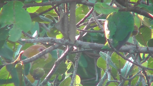 White-bellied Parrot (Black-legged) - ML201146581