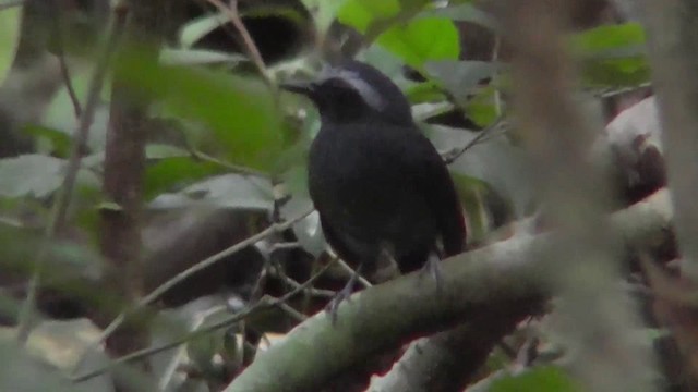 White-browed Antbird - ML201146611