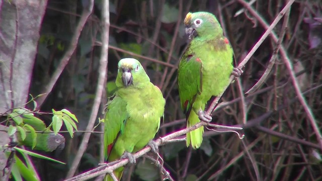 キビタイボウシインコ - ML201146651