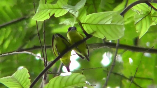 Yellow-browed Tody-Flycatcher - ML201146661