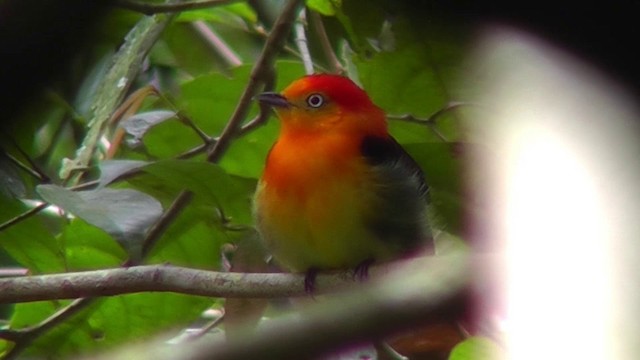 Band-tailed Manakin - ML201146681