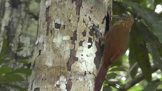 Buff-throated Woodcreeper (Lafresnaye's) - ML201146771