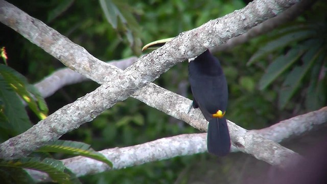 Channel-billed Toucan (Yellow-ridged) - ML201146781