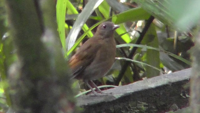 Hauxwell's Thrush - ML201146881