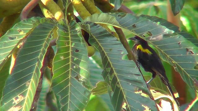 Epaulet Oriole (Epaulet) - ML201146891