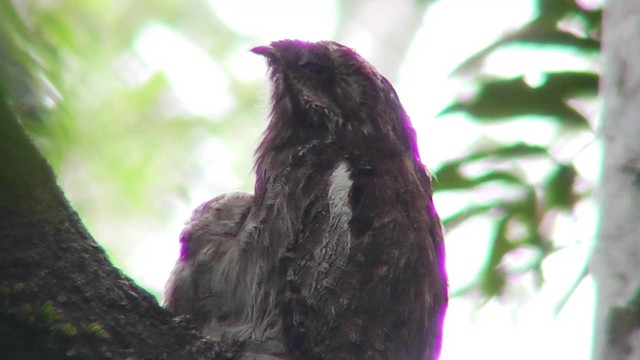 Long-tailed Potoo - ML201146941