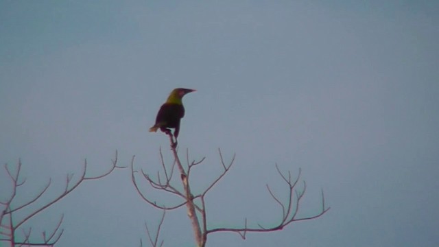 Parástirnvogel (yuracares/neivae) - ML201146961