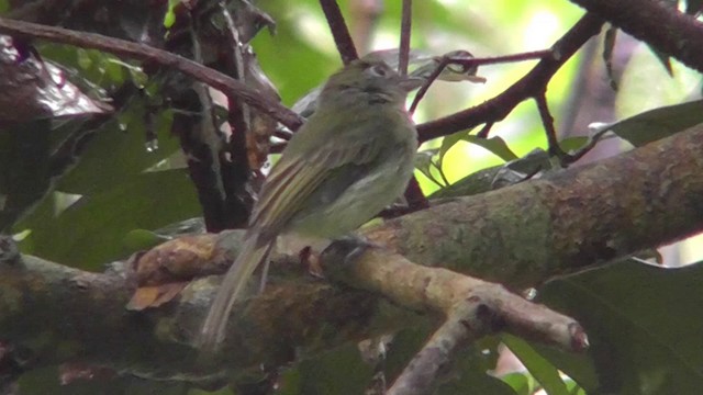 Western Olivaceous Flatbill - ML201146971